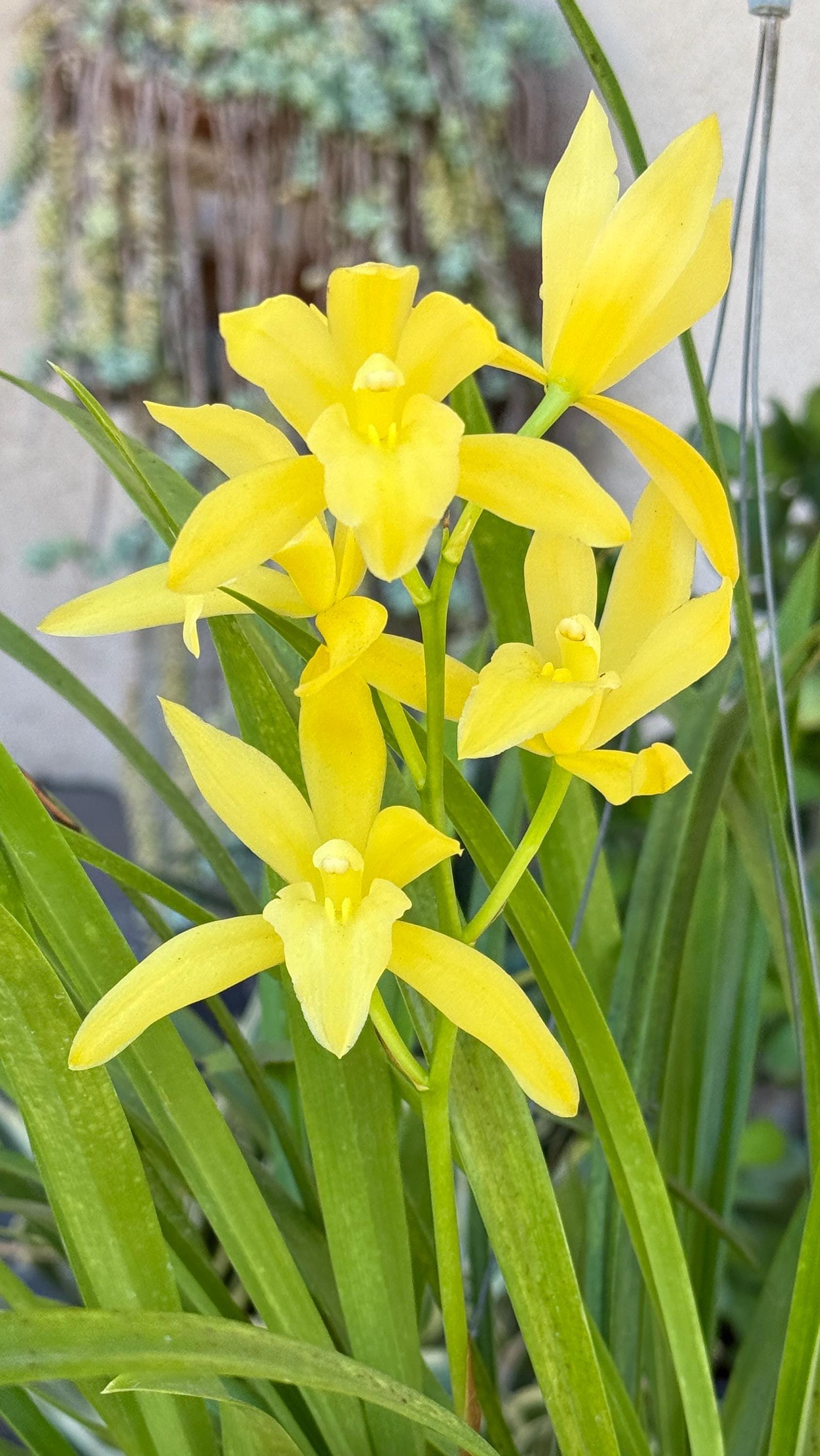 Cymbidium Golden Elf 'sundust' Hcc/aos. Fragrant - Etsy