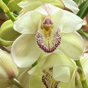 Cymbidium Kulnura Cherish 'GeeBee' - New Flower Collection.