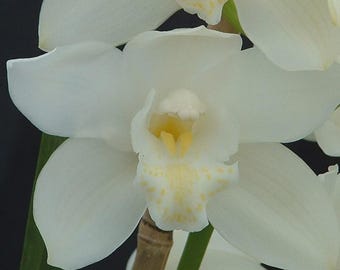 Cymbidium Kulnura Snow ‘White Dream’. Fragrant.