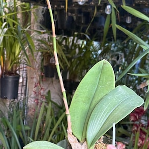 May include: A green orchid plant in a plastic pot featuring three broad, smooth, light green leaves and a single, tall, slender, segmented flower spike extending upward from the center of the plant base, showing light brown nodes along the stem.