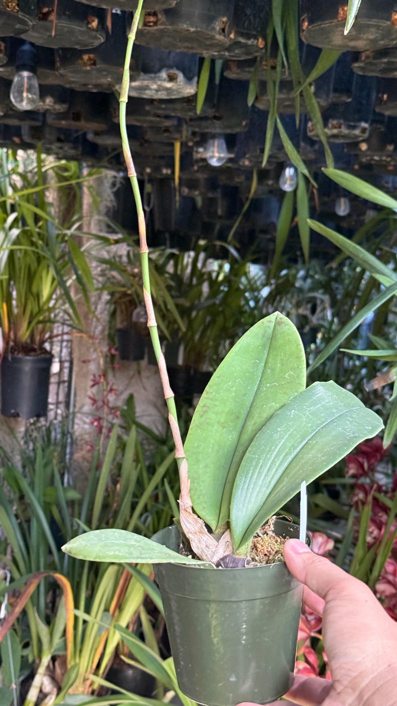 May include: A green orchid plant in a plastic pot featuring three broad, smooth, light green leaves and a single, tall, slender, segmented flower spike extending upward from the center of the plant base, showing light brown nodes along the stem.
