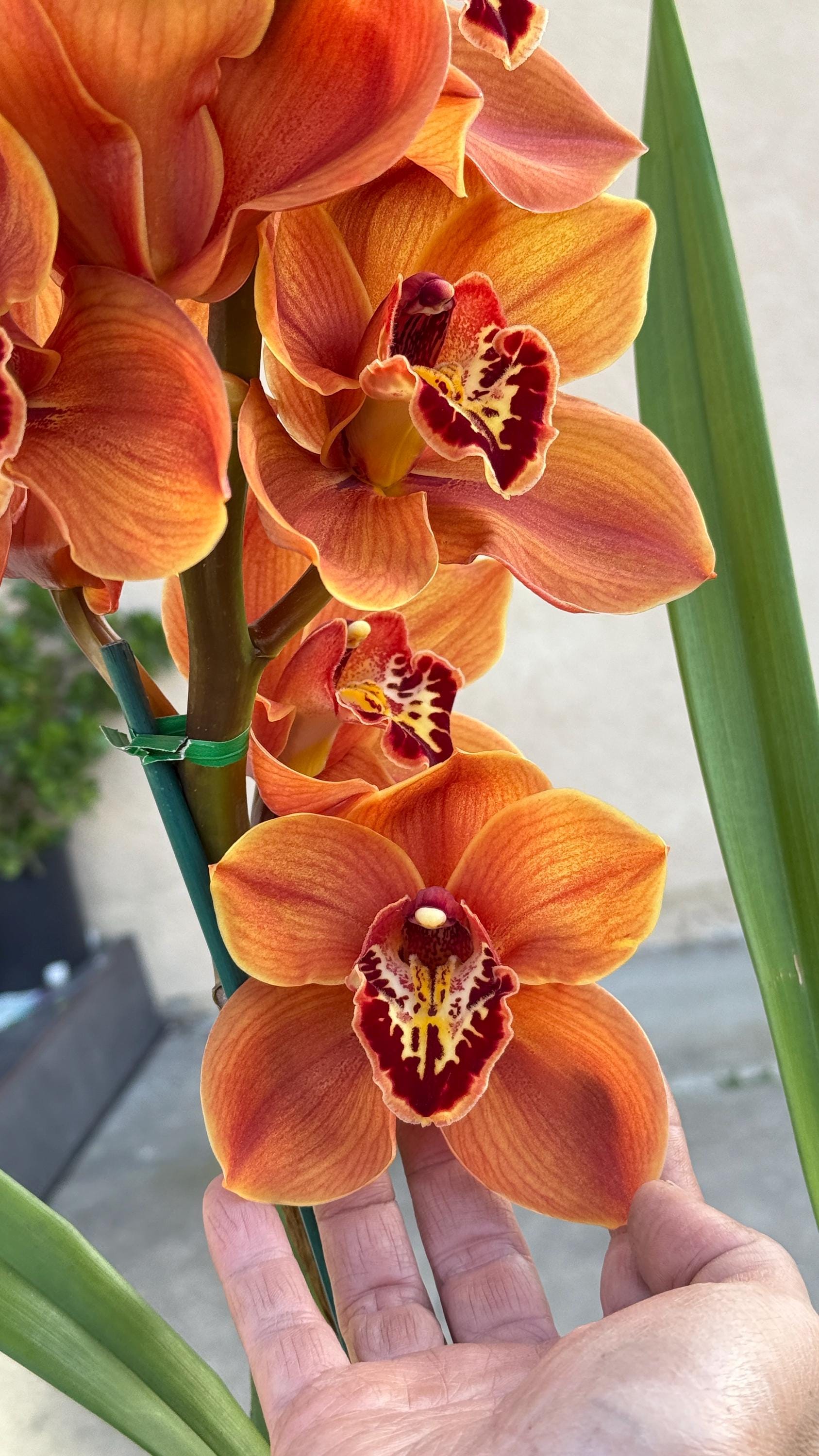 『超希少品種』Cymbidiumバーントオレンジ Cymbidium Memoria Craig Sibbit 'solid Orange', Blooming Size, 5-6