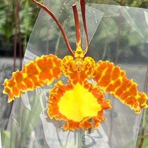 May include: A vibrant orchid flower with a striking color palette. The petals showcase a blend of bright yellow and orange hues, with intricate patterns. The flower's long, slender stems and petals add to its unique appearance.