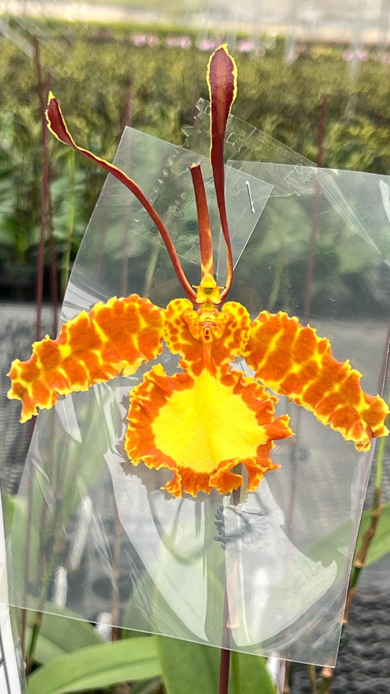 May include: An orchid flower featuring vibrant orange and yellow mottled petals with ruffled edges. The flower has three long, slender, dark reddish-brown sepals extending upward and outward, centered above a large, bright yellow labellum.