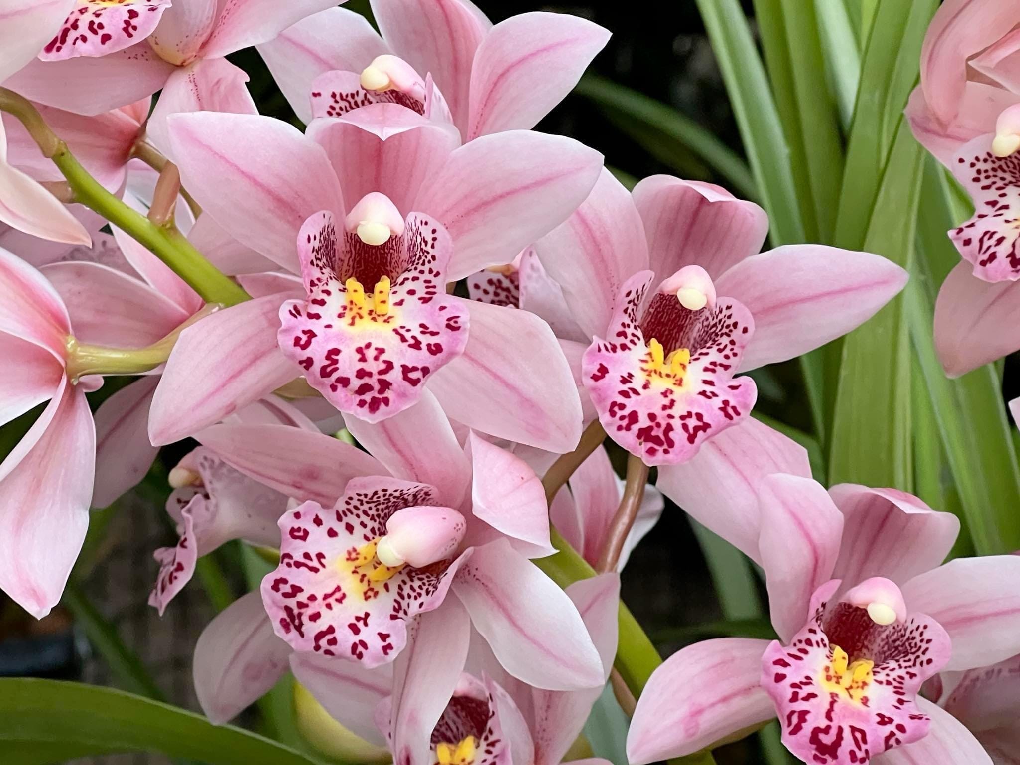 Cymbidium,Ground Plants Elegant,Decoration For Nigeria | Ubuy