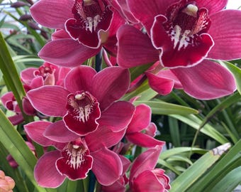 Cymbidium Barrita Magic &#39;Red&#39;