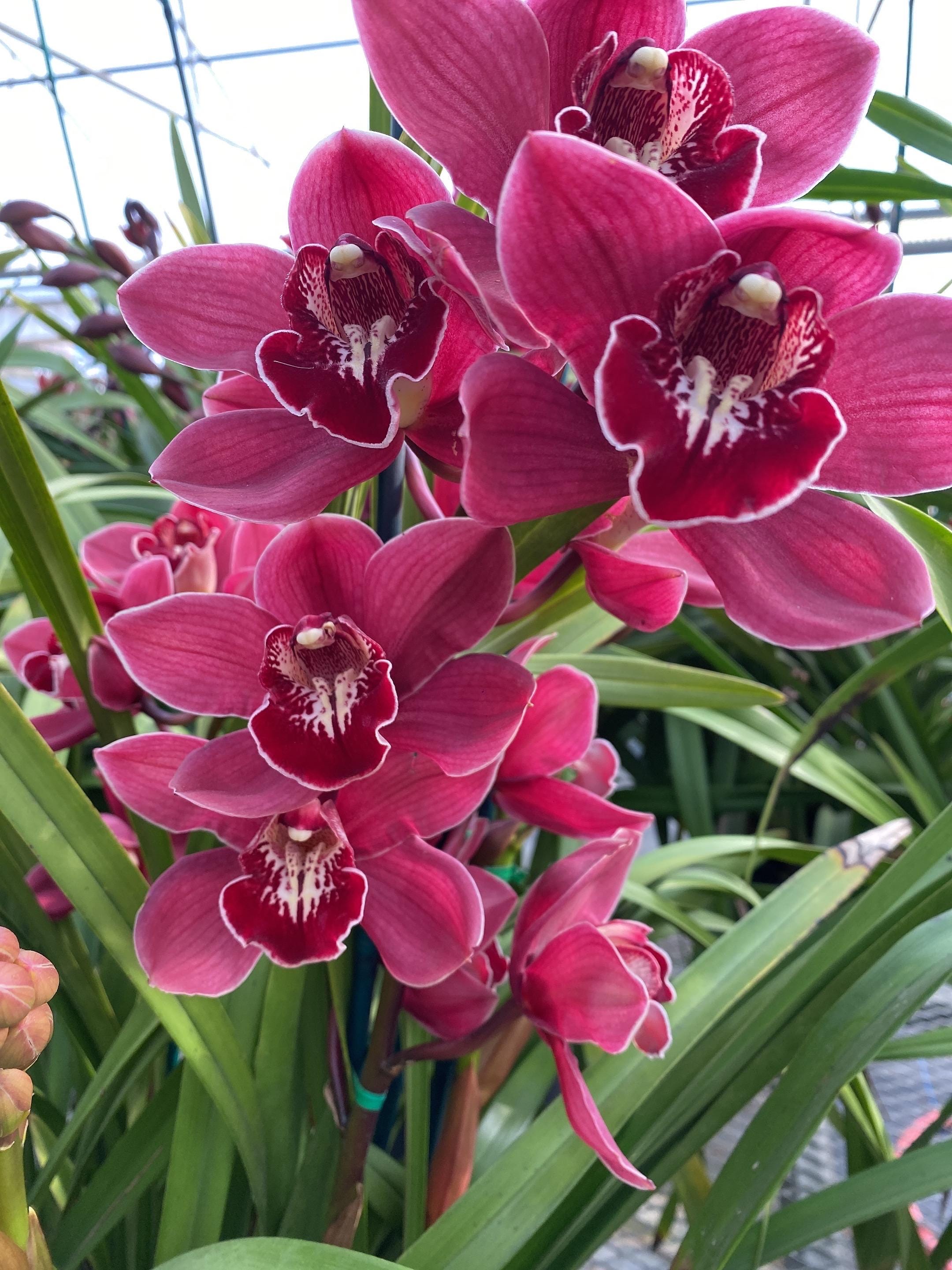 Cymbidium Barrita Magic 'red' - Etsy