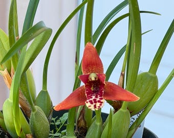 Maxillaria tenuifolia or Coconut Pie Orchid - live plant - Fragrant. 4 inches pot.