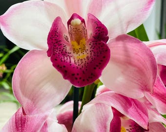 T4Orchids - Etsy