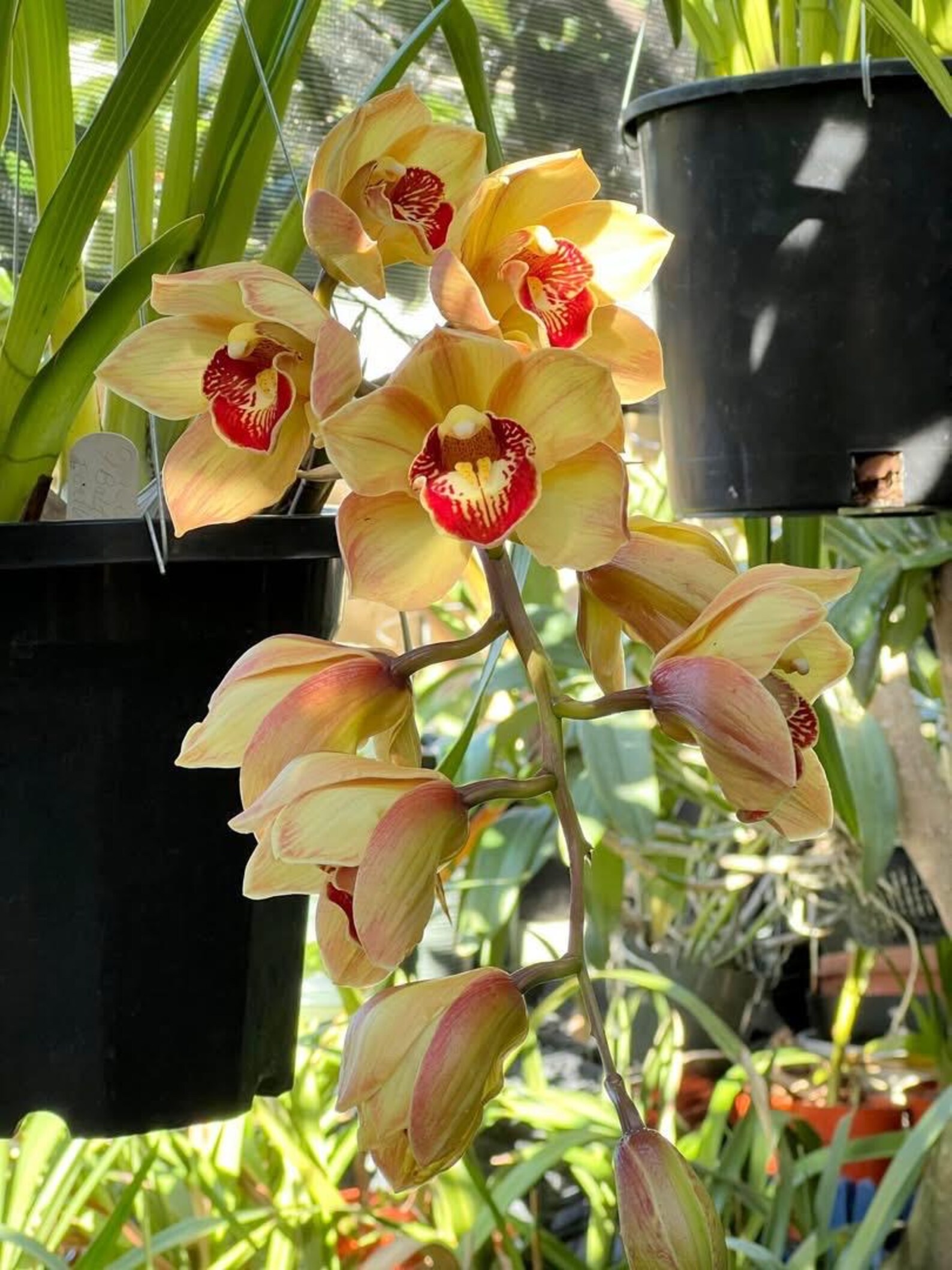 Cym. (chatter Box X Baltic Rose) 'feathered Flame'. Mutation Splash ...