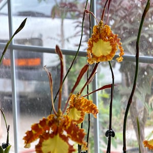 May include: An orchid plant featuring multiple flowers with bright yellow centers and ruffled, orange-brown patterned petals. The blooms are supported by thin, dark green stems held upright by small black clips, showcasing a distinct, intricate shape.
