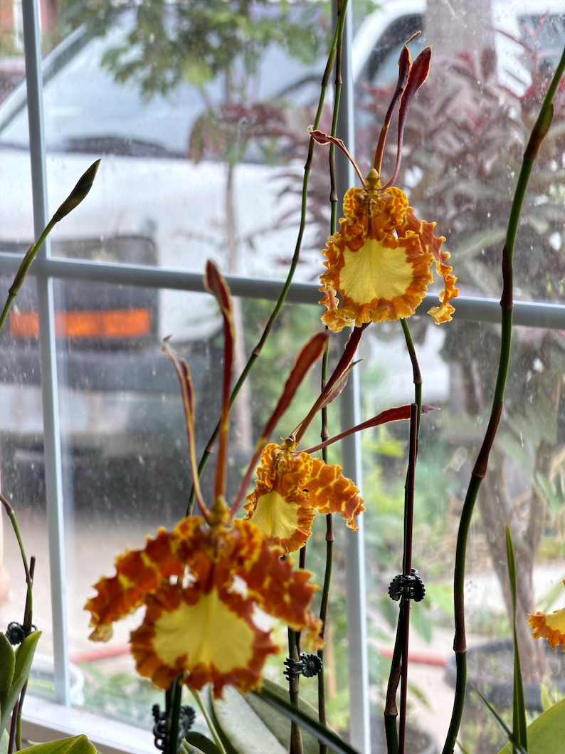 May include: An orchid plant featuring multiple flowers with bright yellow centers and ruffled, orange-brown patterned petals. The blooms are supported by thin, dark green stems held upright by small black clips, showcasing a distinct, intricate shape.