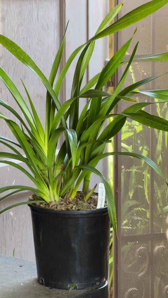 Cymbidium Volcanic Flash 'tim Tam' Fragrant. - Etsy