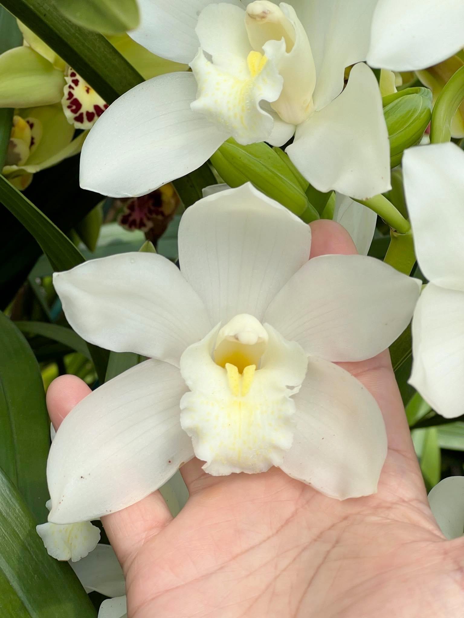 シャトル Orchid Teleflora's Stained Glass Orchid in Sykesville MD