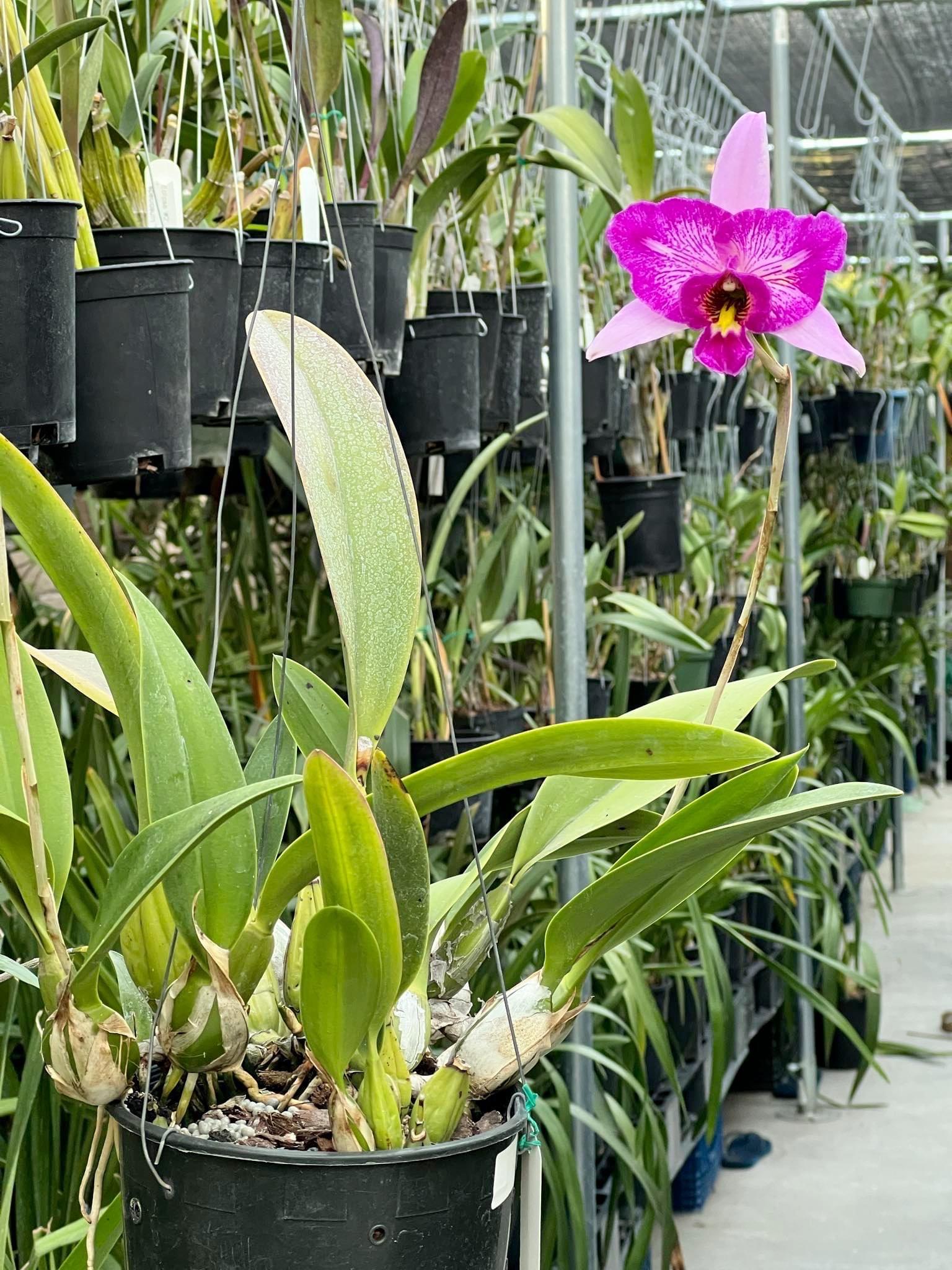 Laelia Anceps 'sanbar Super Splash' AM/AOS - Etsy