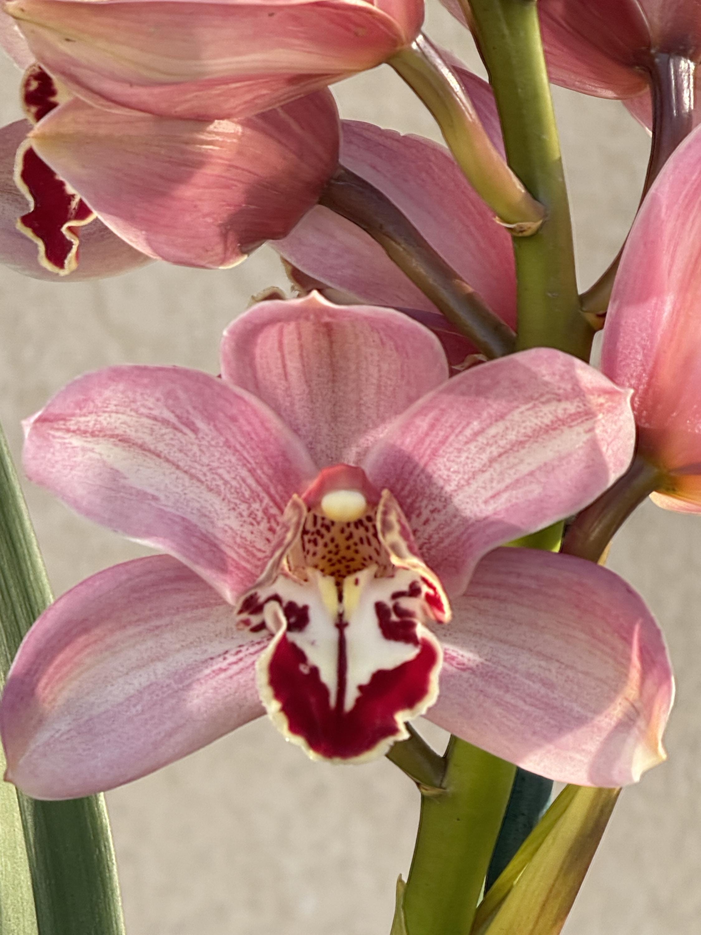 Cymbidium (Boobong x Khan Flame) 'Jessie'.