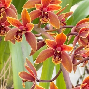 Cymbidium Lambert Day - Fragrant