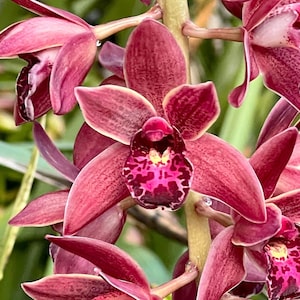 Cymbidium (canaculatum x Ruby Eyes).