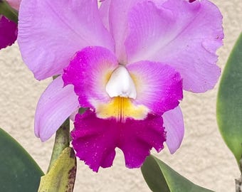 Lc. Rosie's Surprisex Lc. Mem. 'Robert Strait' "Mr. Wonderful" Fragrant (3-4 pseudobulbs division).