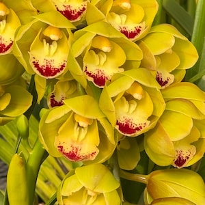 May include: A cluster of yellow orchids with red and yellow markings on the petals. The orchids are in bloom and have a delicate, elegant appearance.