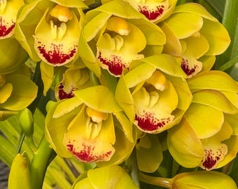 Cymbidium (Sarah Jean x Kulnura Sweet) &#39;Masterpiece&#39;