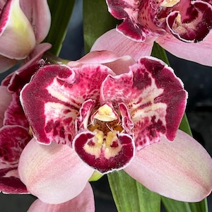 May include: Close-up of a vibrant orchid flower with pink petals and a deep burgundy center. The petals have a speckled pattern, and the flower's center features yellow and brown details. Green leaves provide a contrasting backdrop.