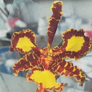 May include: An orchid flower featuring a vibrant pattern of deep maroon and bright yellow. The petals and sepals exhibit a distinct ruffled edge, with a large, prominent yellow labellum at the base and a single upright petal at the top.