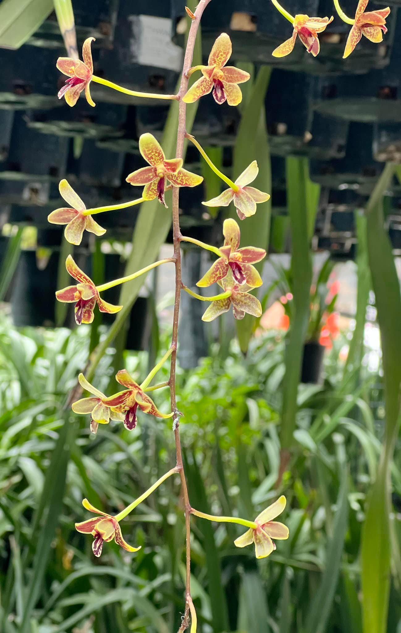 Cym. Little Black Samboo 'cinnabar'. Fragrant. - Etsy