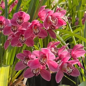 May include: A cluster of vibrant pink orchids with speckled centers and green foliage. The flowers are in full bloom, showcasing their intricate petal patterns. The image captures the beauty of these flowering plants.