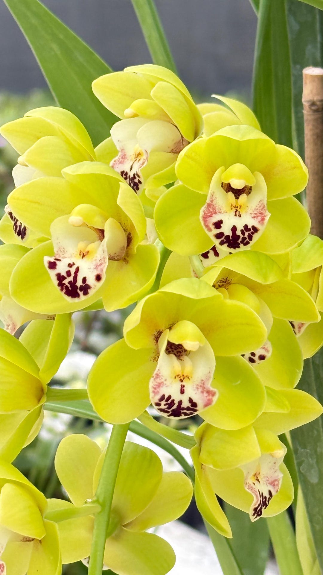 Cymbidium Dame Catherine ‘spring Day’. - Etsy
