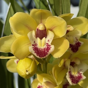 Cymbidium Carmel Split 'Cutie'. Fragrant