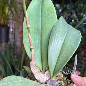 May include: A green orchid plant potted in a dark green plastic container. The plant features several broad, smooth, light green leaves and a single tall, slender, light brown flower spike extending upward from the base of the plant.