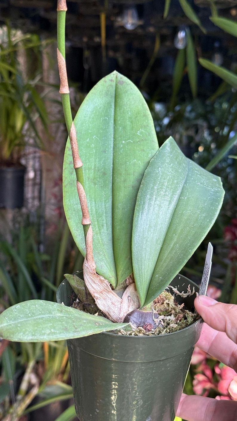 May include: A green orchid plant potted in a dark green plastic container. The plant features several broad, smooth, light green leaves and a single tall, slender, light brown flower spike extending upward from the base of the plant.