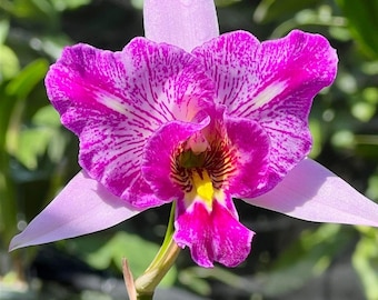 Laelia Anceps 'sanbar Super Splash' AM/AOS - Etsy