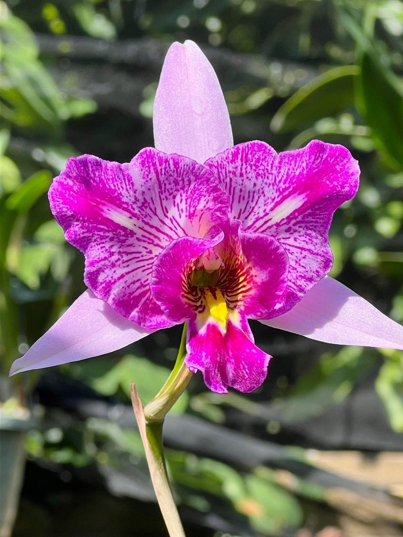Laelia Anceps 'sanbar Super Splash' AM/AOS - Etsy
