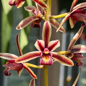 May include: A cluster of orchid flowers featuring elongated petals and sepals with deep maroon vertical stripes on a cream-colored background. The central labellum displays a vibrant yellow throat with maroon striations, attached to a green stem.