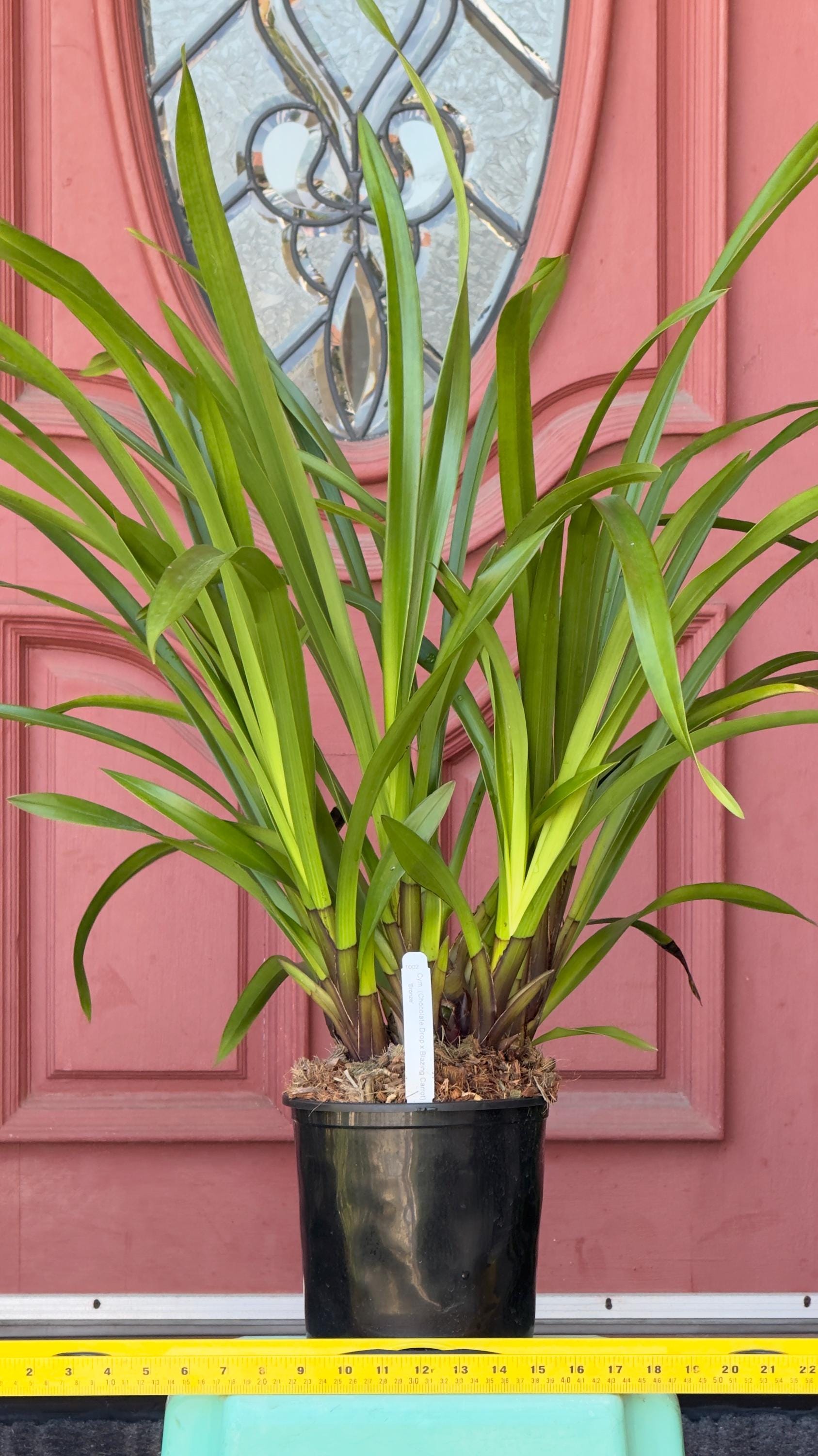 Cymbidium (chocolate Drop X Blazing Carrot) 'bronze' - New Flower