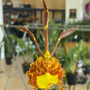 May include: A Psychopsis orchid flower featuring three long, slender, upright petals in deep reddish-brown with bright yellow edges. The lower portion of the bloom is a wide, ruffled, vibrant yellow lip with reddish-brown spots and patterns.