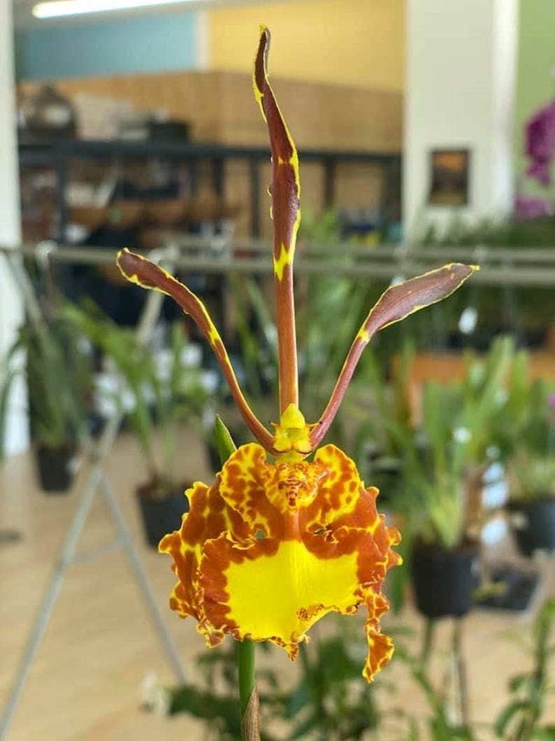 May include: A Psychopsis orchid flower featuring three long, slender, upright petals in deep reddish-brown with bright yellow edges. The lower portion of the bloom is a wide, ruffled, vibrant yellow lip with reddish-brown spots and patterns.