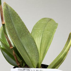 May include: A green orchid plant in a black plastic pot with a white identification tag reading QT0142 (24' 5-15 300 GV) Psychp. Mariposa 'Green Valley'. The leaves are elongated, smooth, and feature subtle brown speckling on the surface.