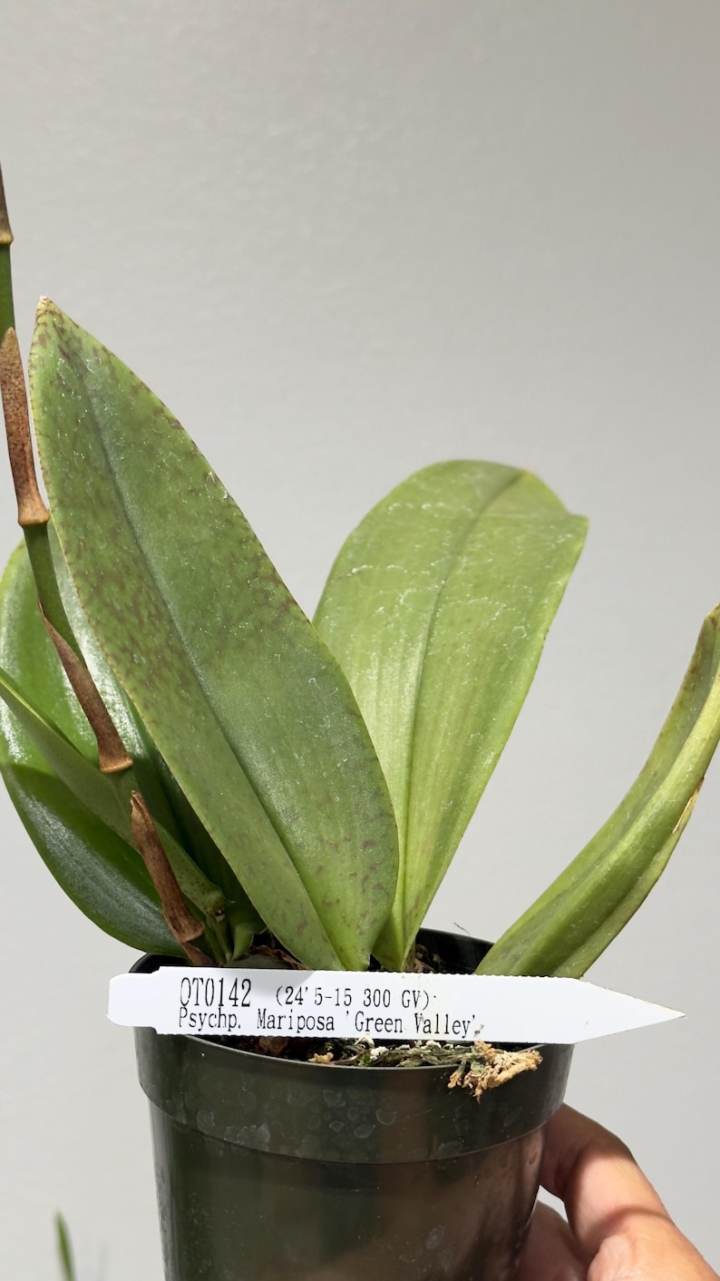 May include: A green orchid plant in a black plastic pot with a white identification tag reading QT0142 (24' 5-15 300 GV) Psychp. Mariposa 'Green Valley'. The leaves are elongated, smooth, and feature subtle brown speckling on the surface.