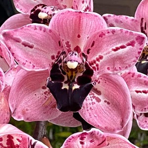 May include: Close-up of pink orchid flowers with dark purple and white markings. The flowers have a spotted pattern and are in bloom.