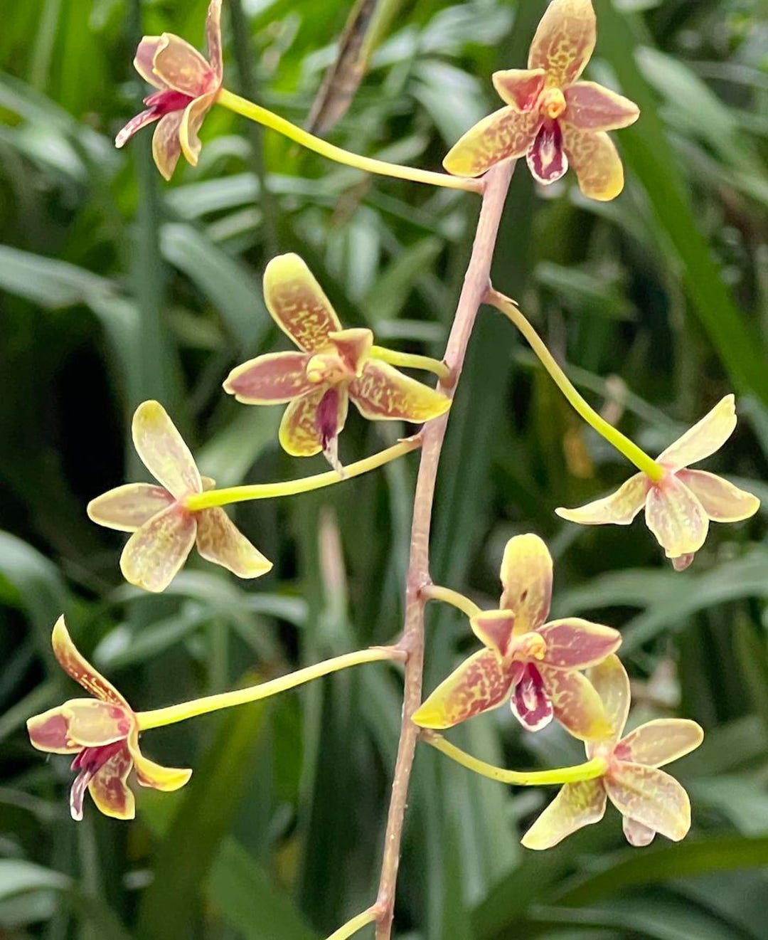 Cym. Little Black Samboo 'cinnabar'. Fragrant. - Etsy