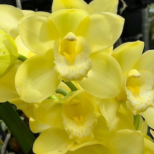 May include: Close-up of vibrant yellow orchids with a speckled pattern on the petals. The flowers have a delicate, layered appearance, with a focus on the intricate details of the blooms. The image highlights the natural beauty of the orchids.