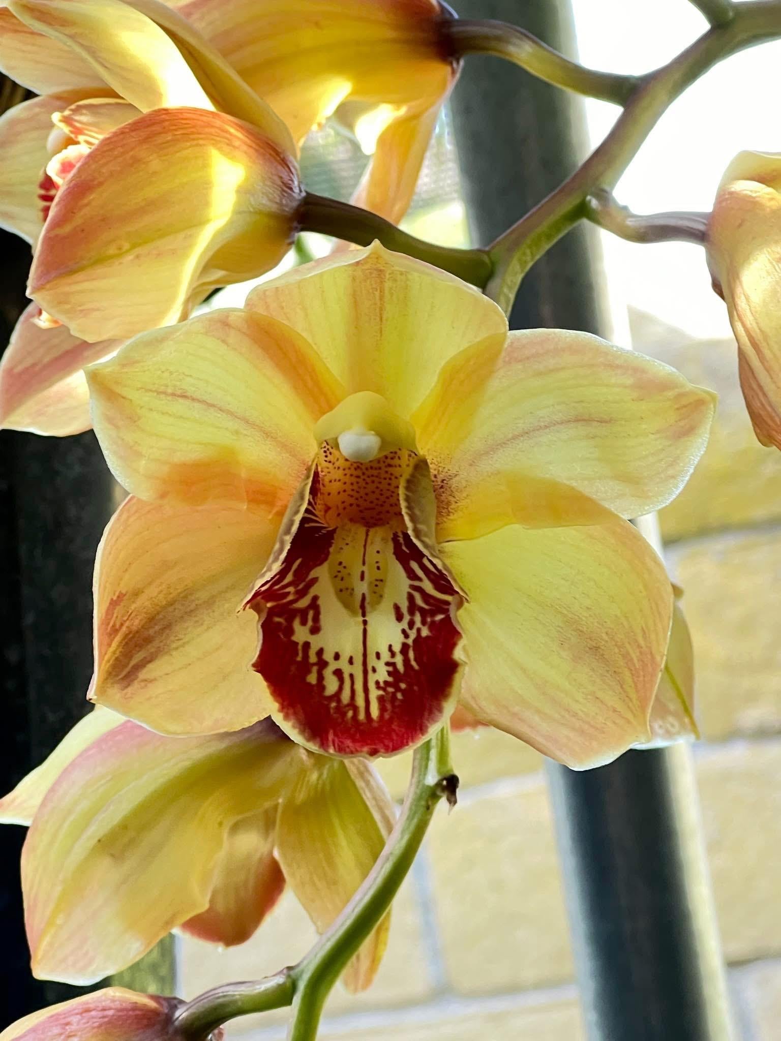 Cym. (chatter Box X Baltic Rose) 'feathered Flame'. Mutation Splash ...
