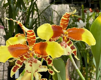 Rossioglossum Rawdon Jester ‘Great Bee’ - Live Plant.