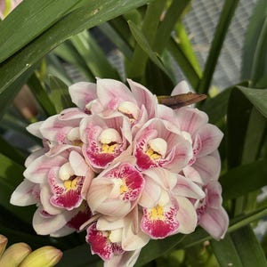 Cymbidium Barrita Flight '4'. Fragrant