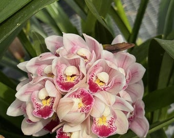 Cymbidium Barrita Flight '4'.