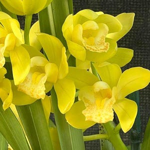 May include: Close-up of vibrant yellow orchids with speckled centers and green stems. The flowers have multiple petals and are in full bloom, showcasing their natural beauty. The image highlights the delicate details of the orchid blossoms.