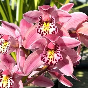 May include: Close-up of a cluster of pink orchids. The petals are a soft pink with darker pink veining. The centers of the flowers have yellow and maroon markings. Green foliage is visible in the background.